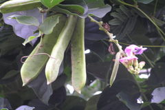 Canavalia virosa